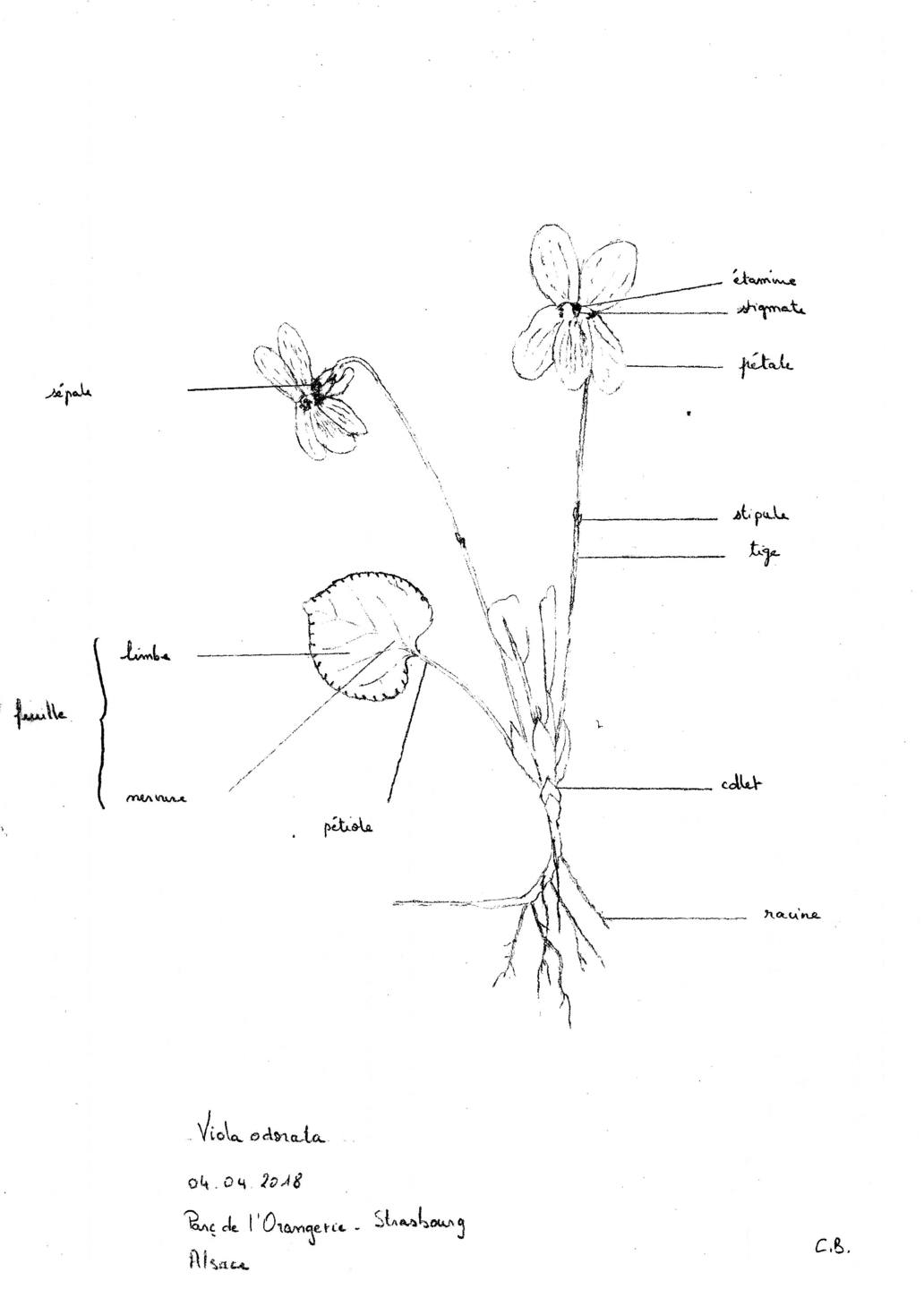 Annexe Viola odorata_dessin2.jpg