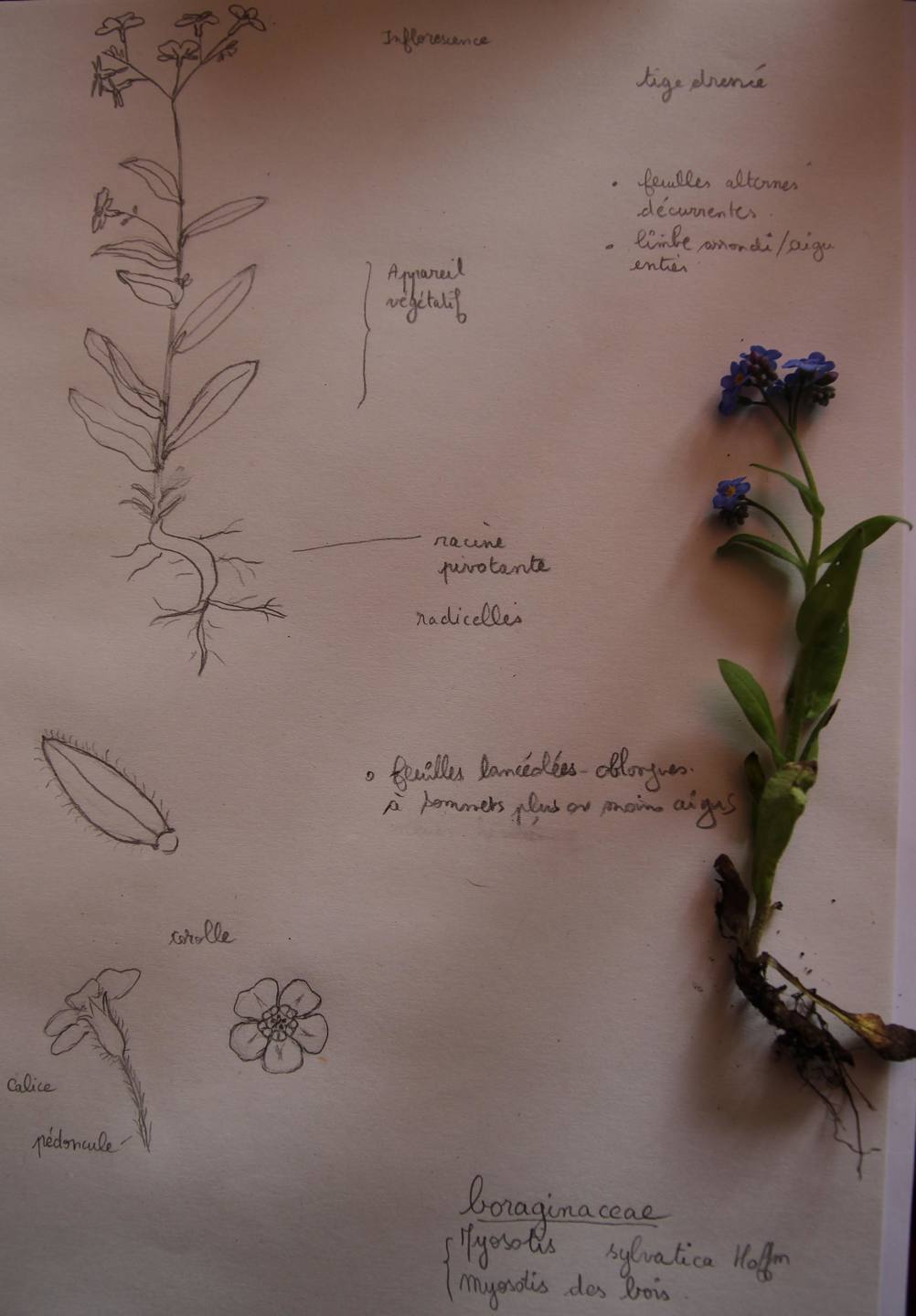 Annexe Mysosotis et dessin Hélène redim.jpg