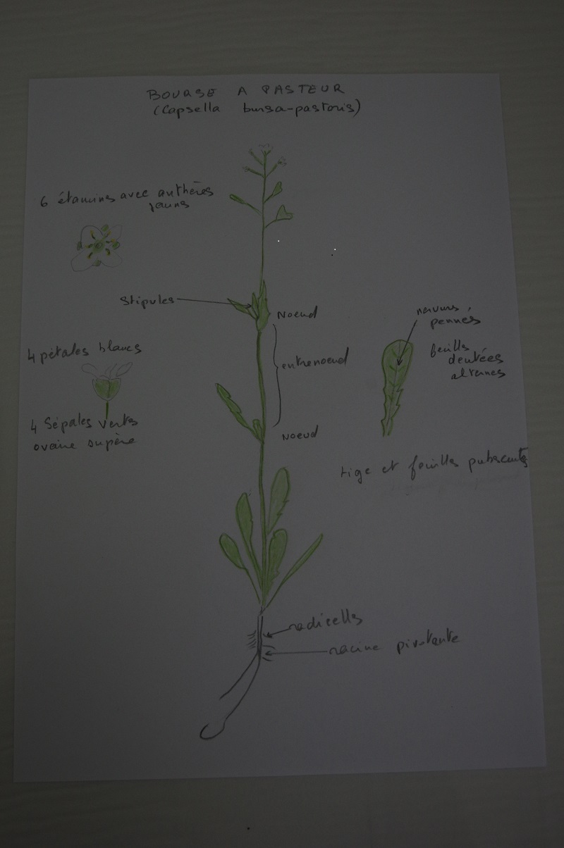 Annexe photo mooc1.jpg