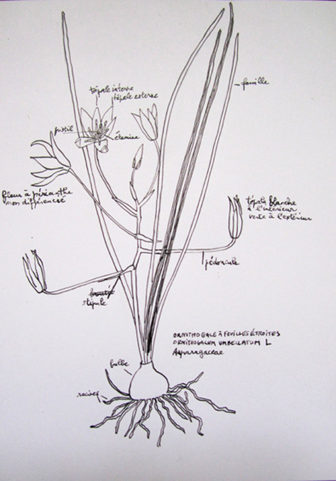 Annexe IMG_4776.jpgfleur