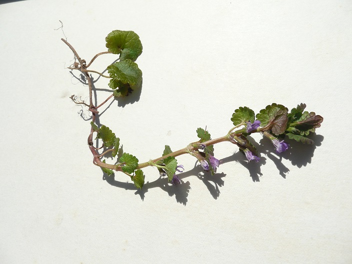 Annexe P1060567 lierre terrestre.jpg