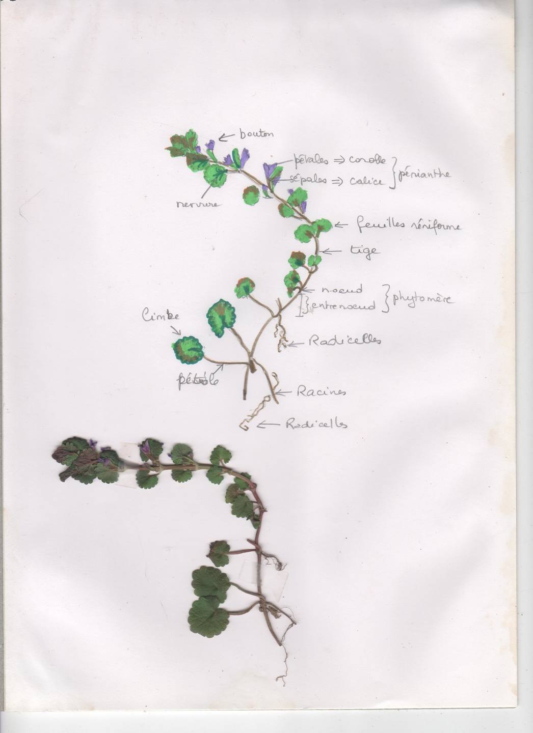 Annexe lierre terrestre 001.jpg