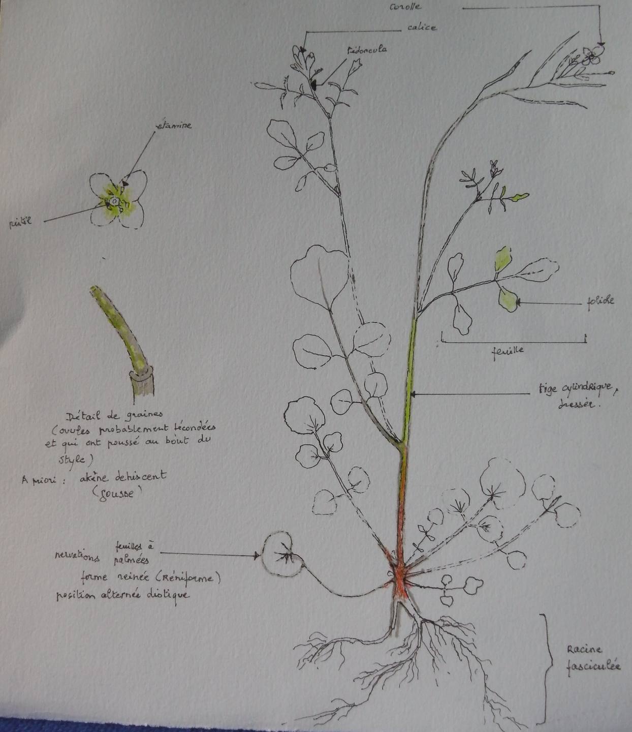 Annexe Dessin cardamine.jpg
