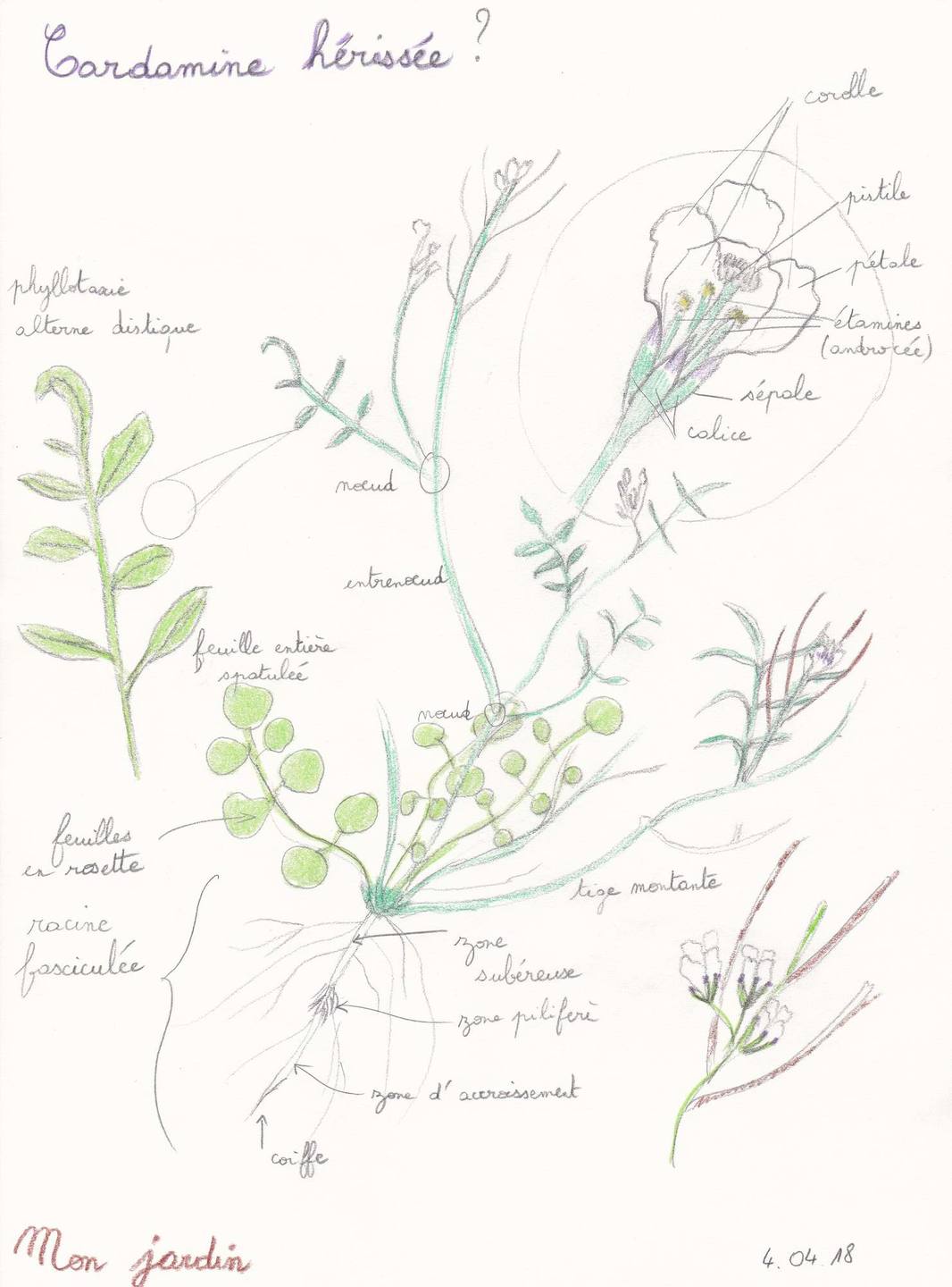 Annexe Cardamine hérissée.jpg