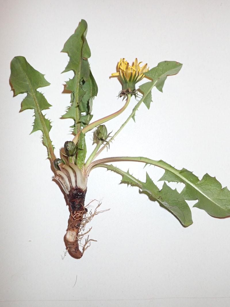 Annexe pissenlit1.jpg