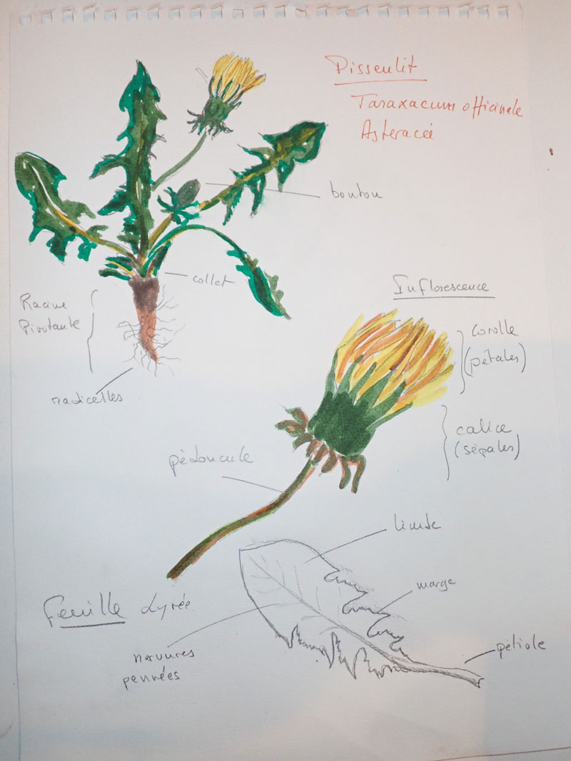 Annexe pissenlit2.jpg