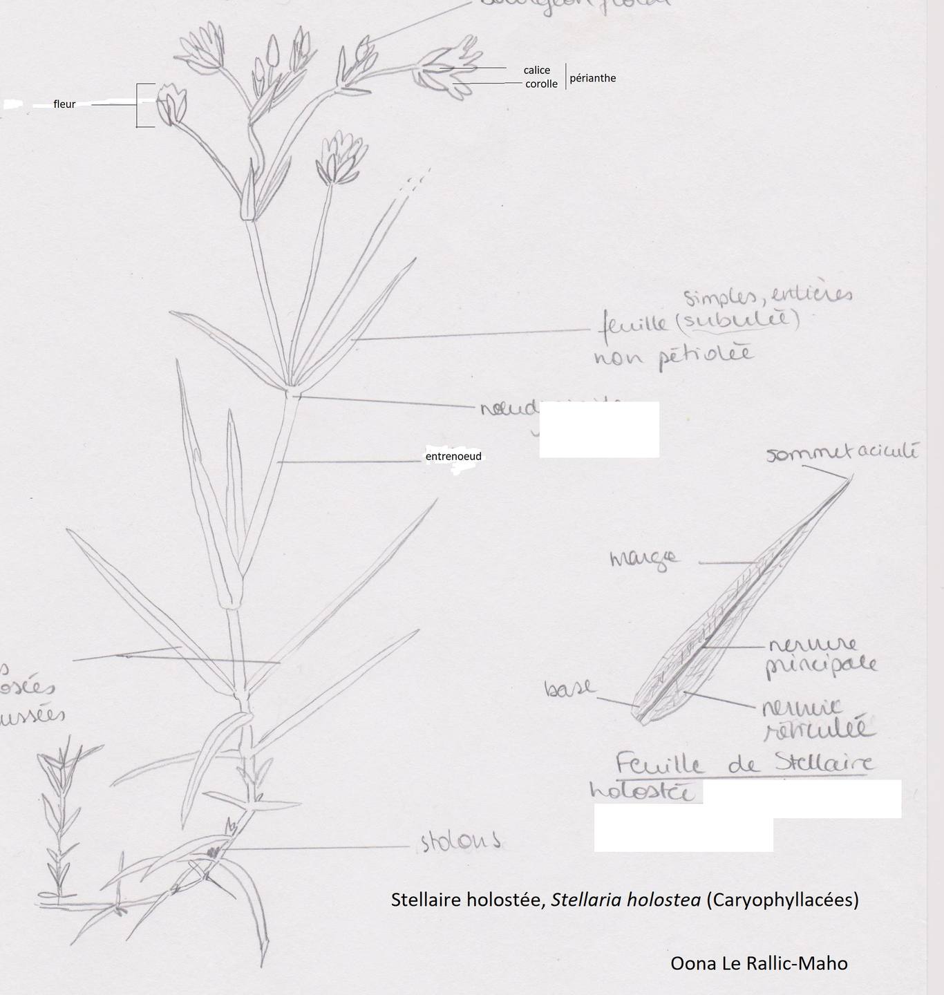 Annexe stellaire_holostee.jpg