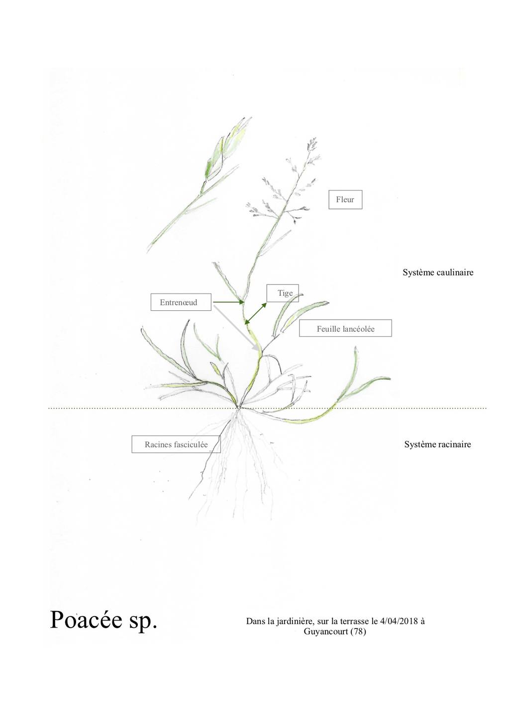 Annexe Dessin Poacée.jpg