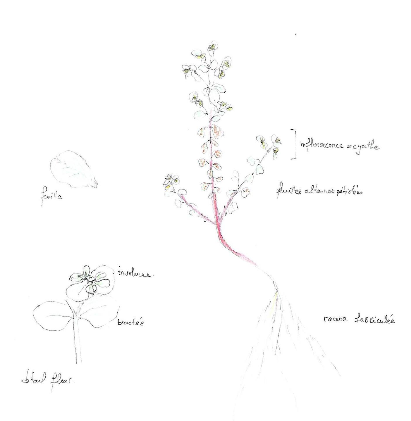 Annexe Euphorbia peplus.jpg