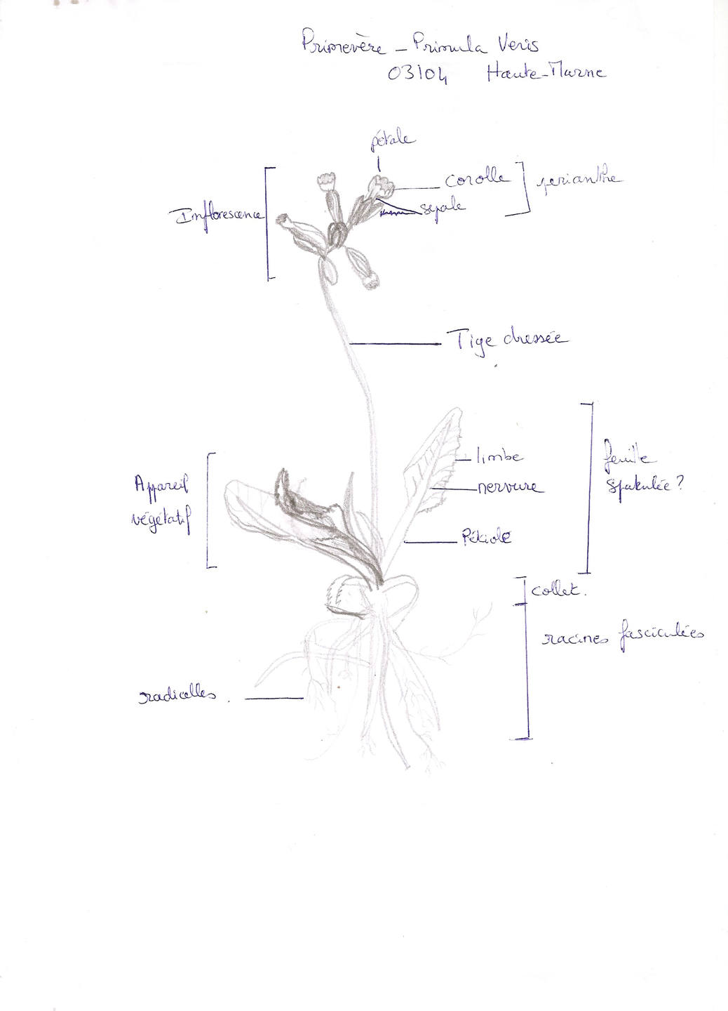 Annexe Primevère.jpg