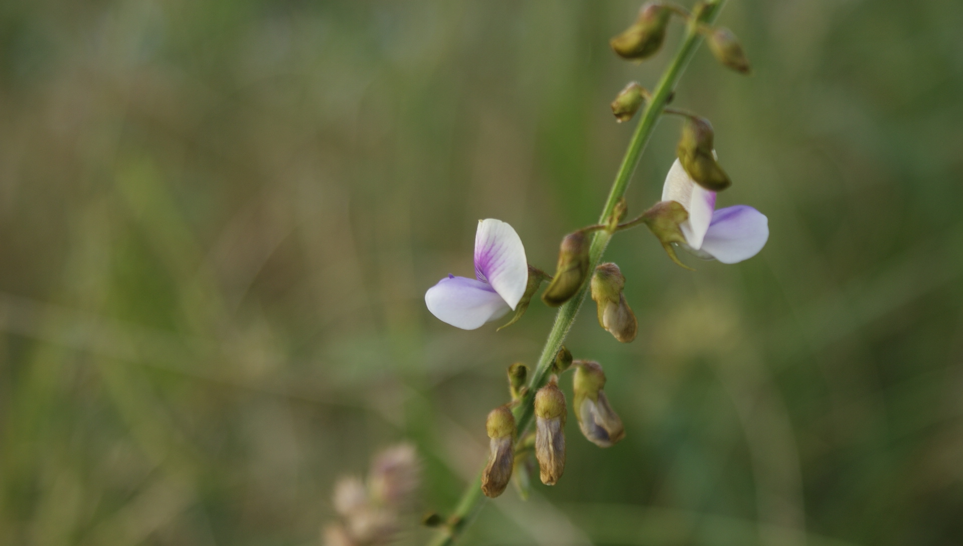 Annexe Loriginal….JPG