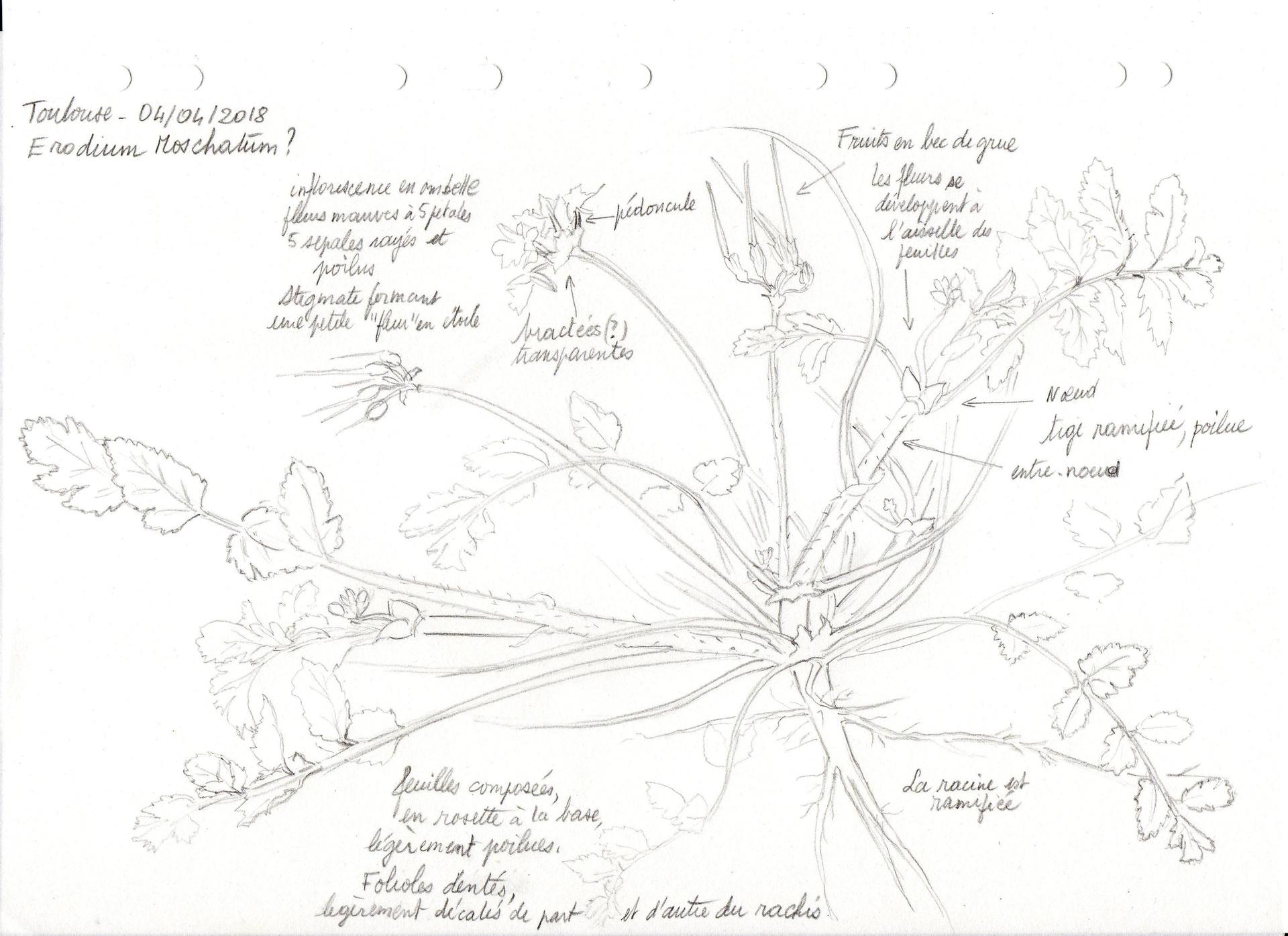Annexe Dessin Mooc 04_04_Erodium.jpg