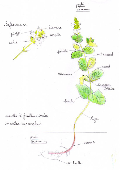Annexe dessin_menthe063.jpg