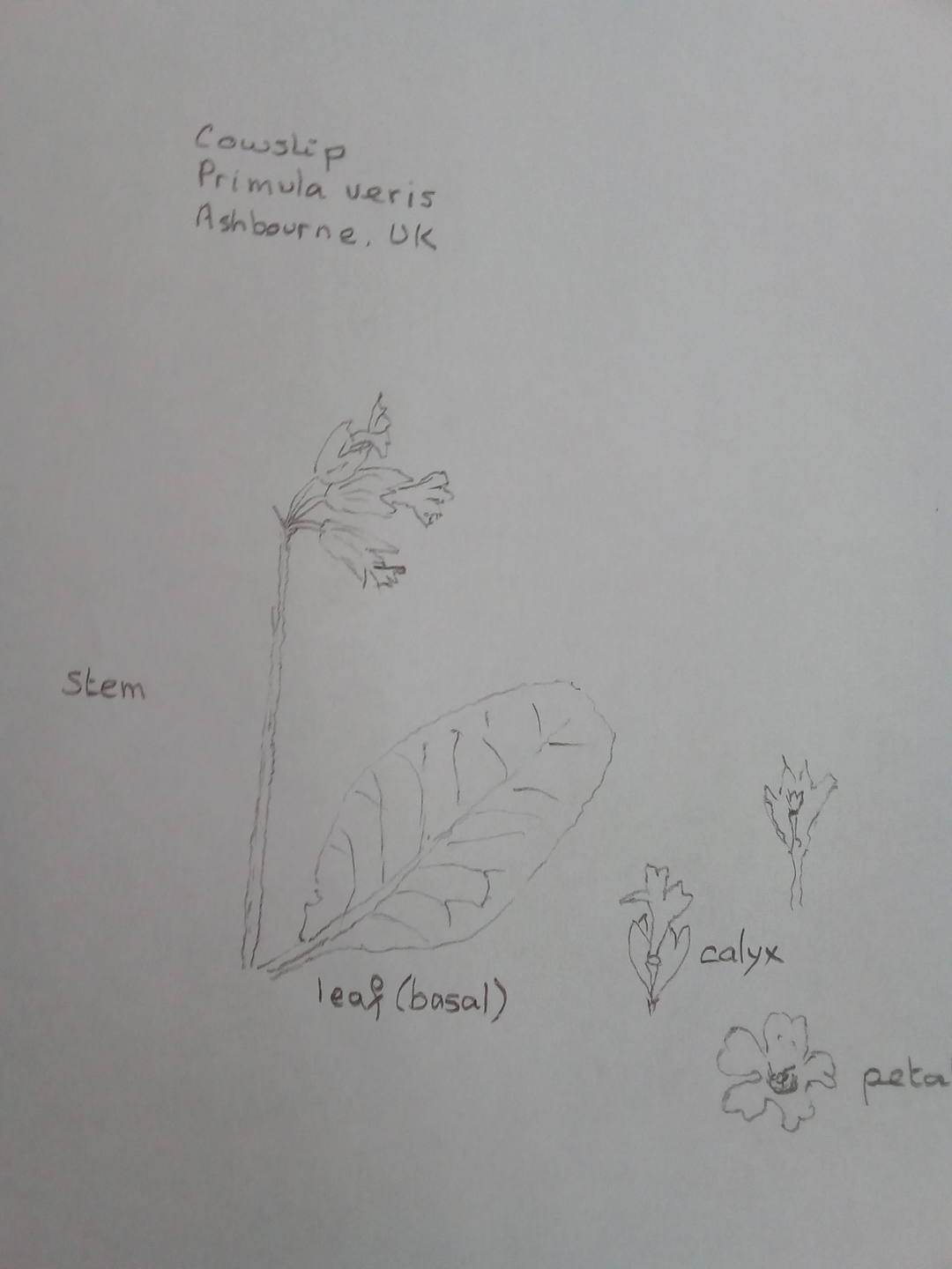 Annexe dessin primula veris.jpg