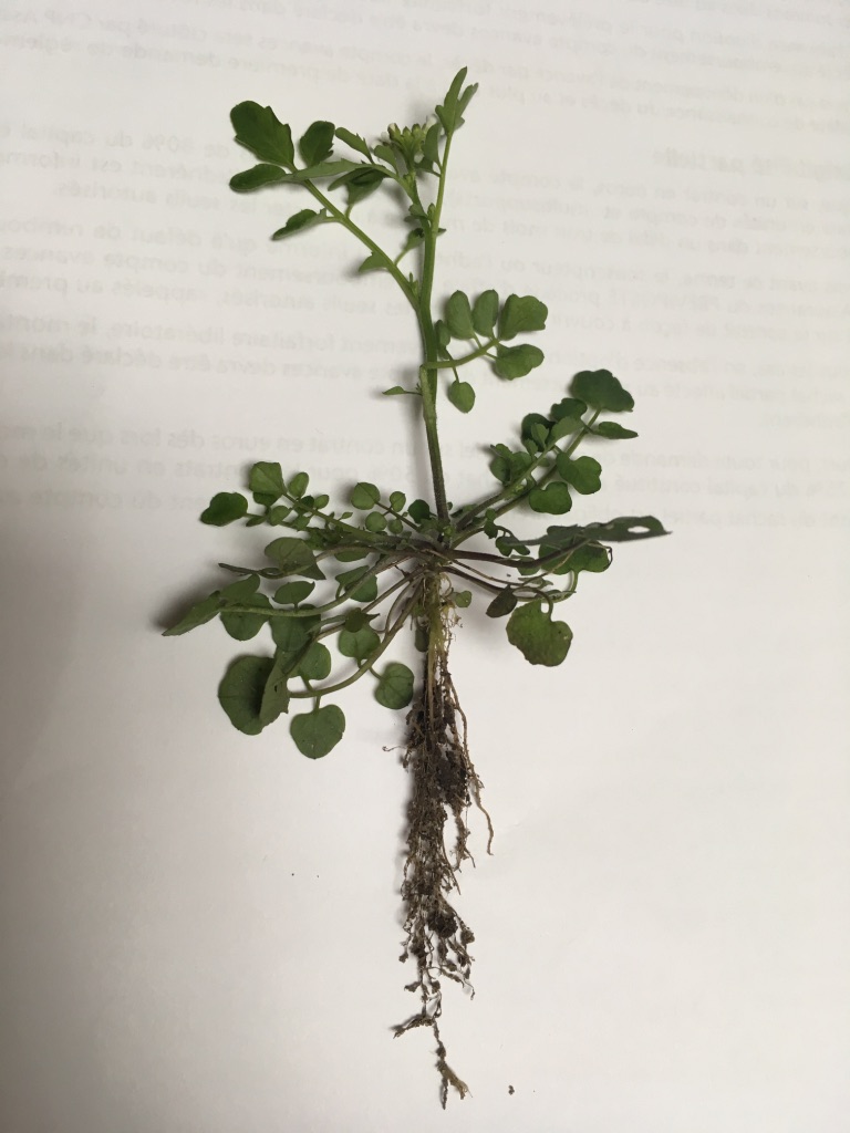 Annexe UNADJUSTEDNONRAW_thumb_cd9b.jpg