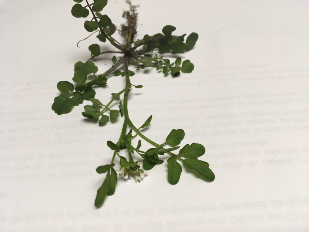 Annexe UNADJUSTEDNONRAW_thumb_cd9c.jpg