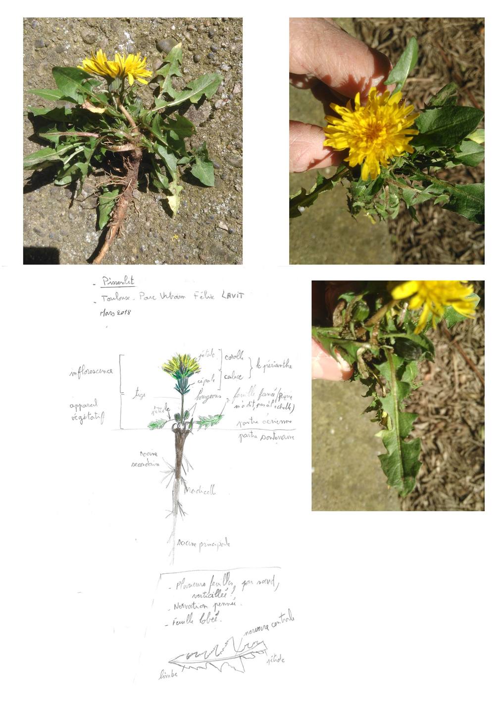 Annexe dessinPissenlit.jpg