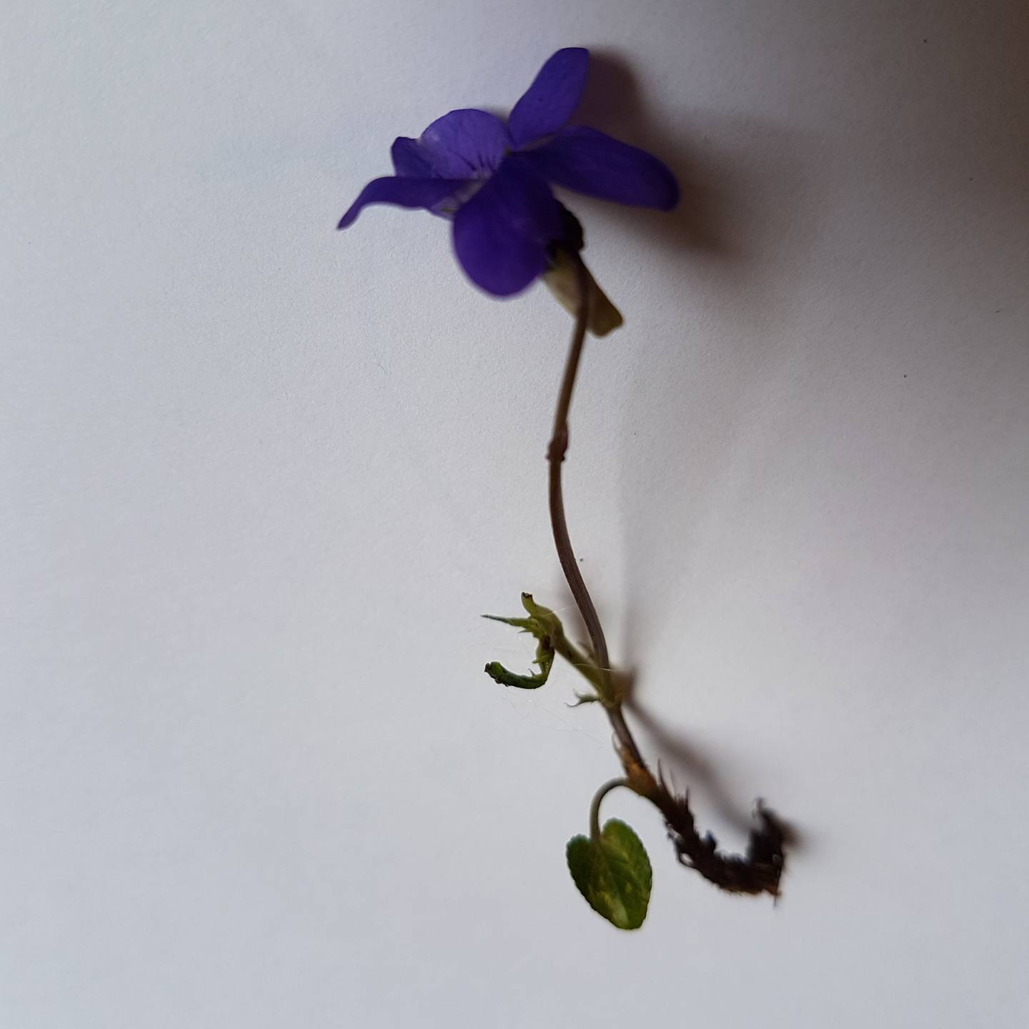 Annexe Avant violette.jpg