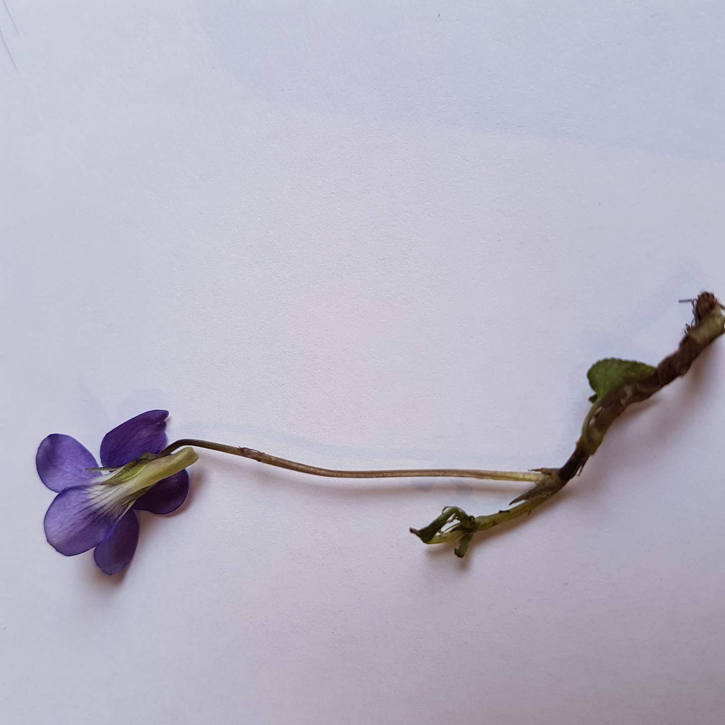 Annexe B arriere violette.jpg