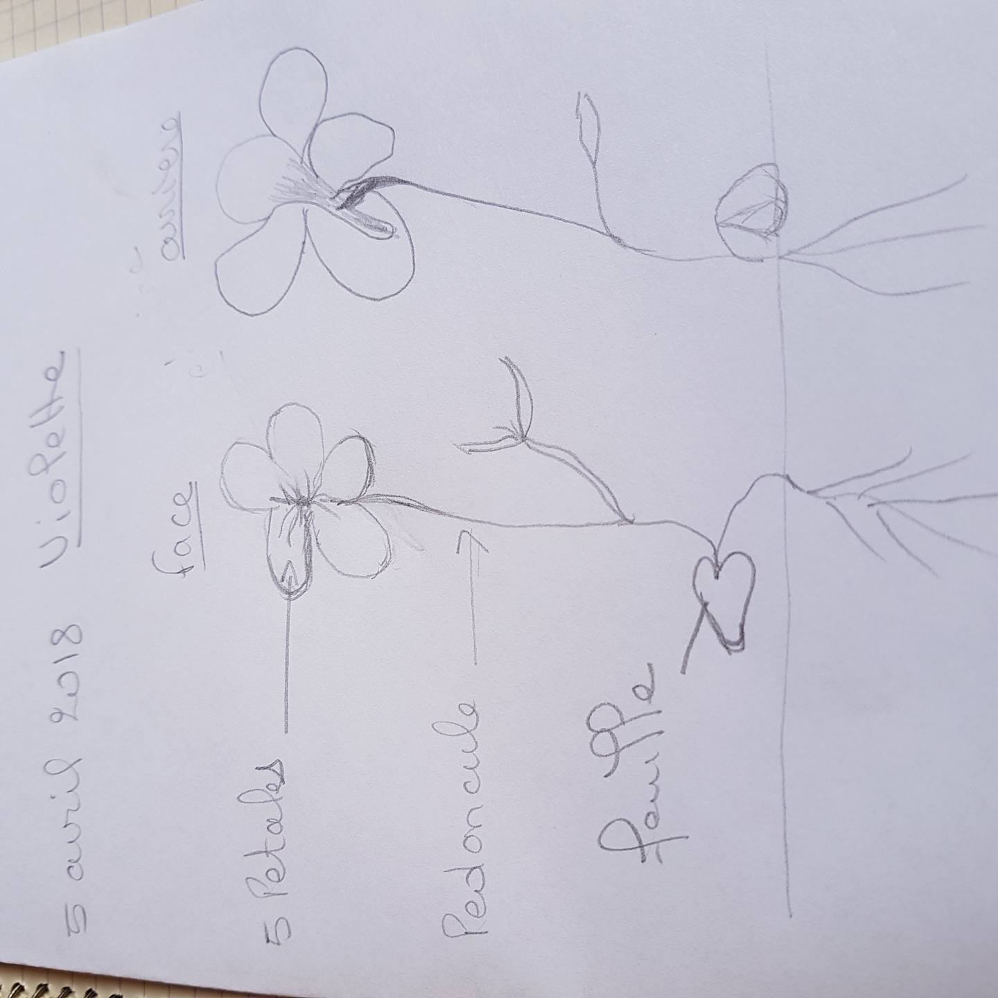 Annexe dessin violette.jpg