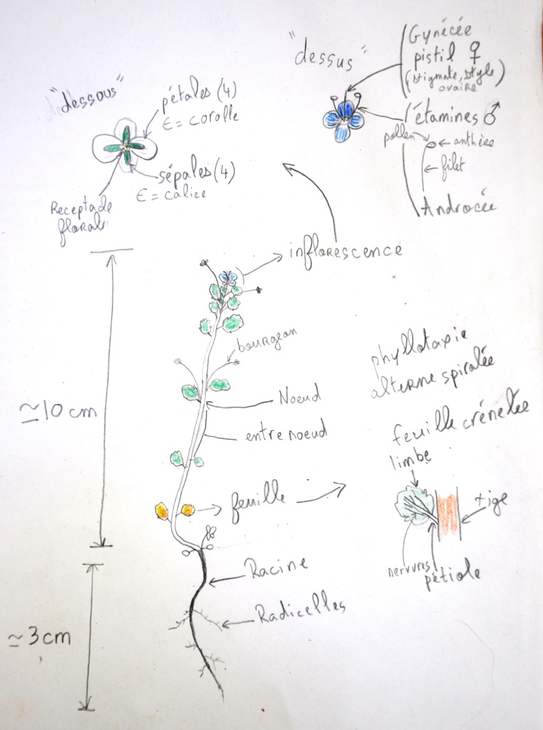Annexe véronique.jpg