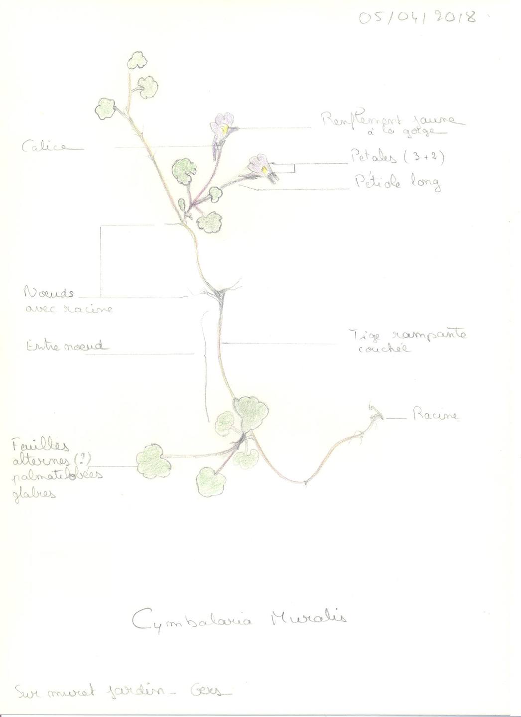 Annexe Cymbalaria muralis 001.jpg