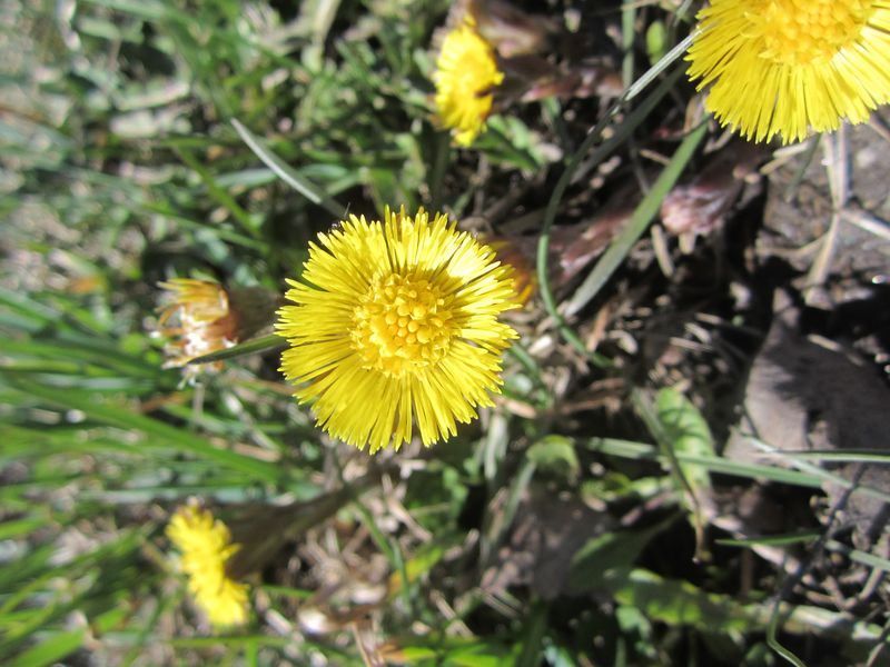 Annexe tussilage 004.JPG