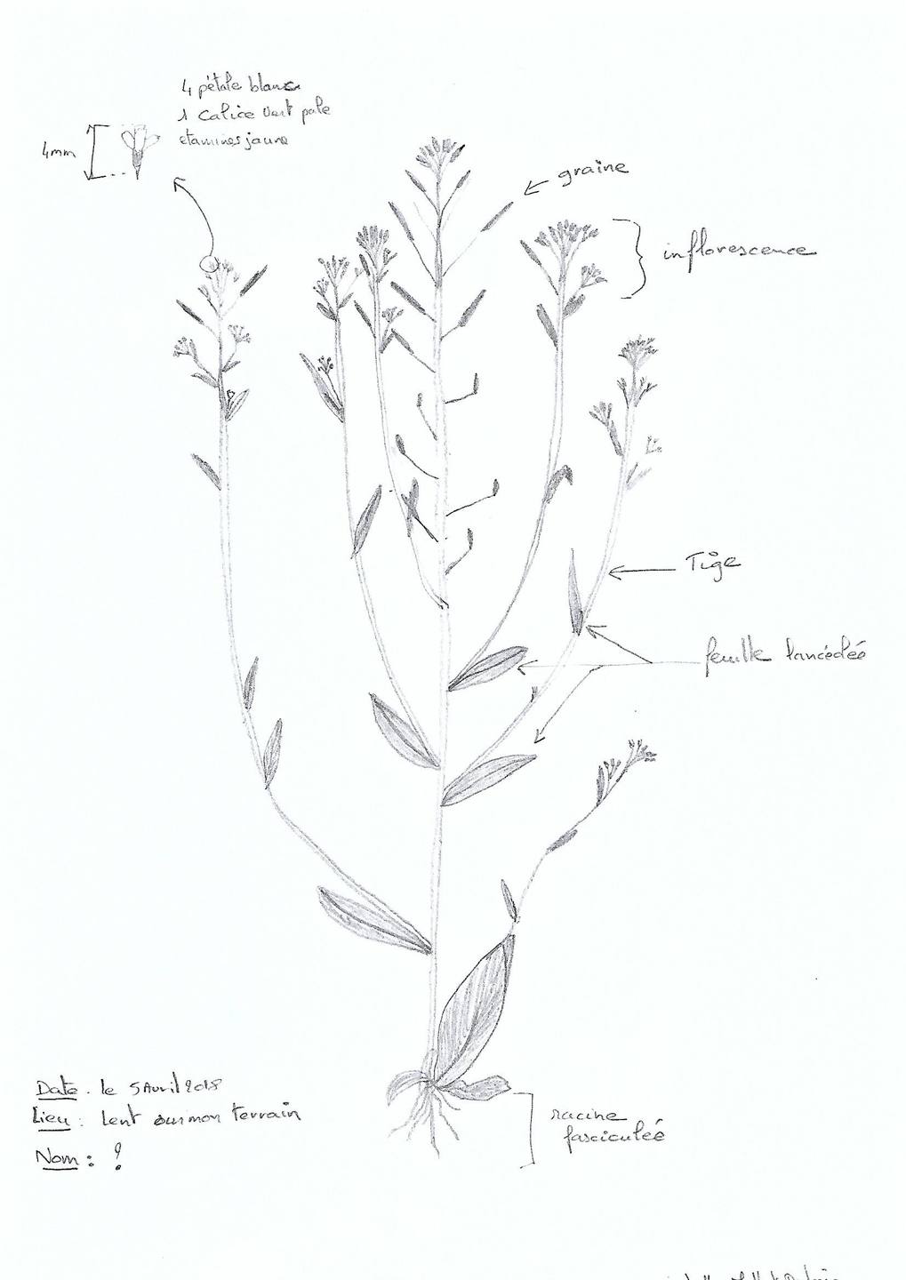 Annexe S2 activité dessin de  plante.jpg