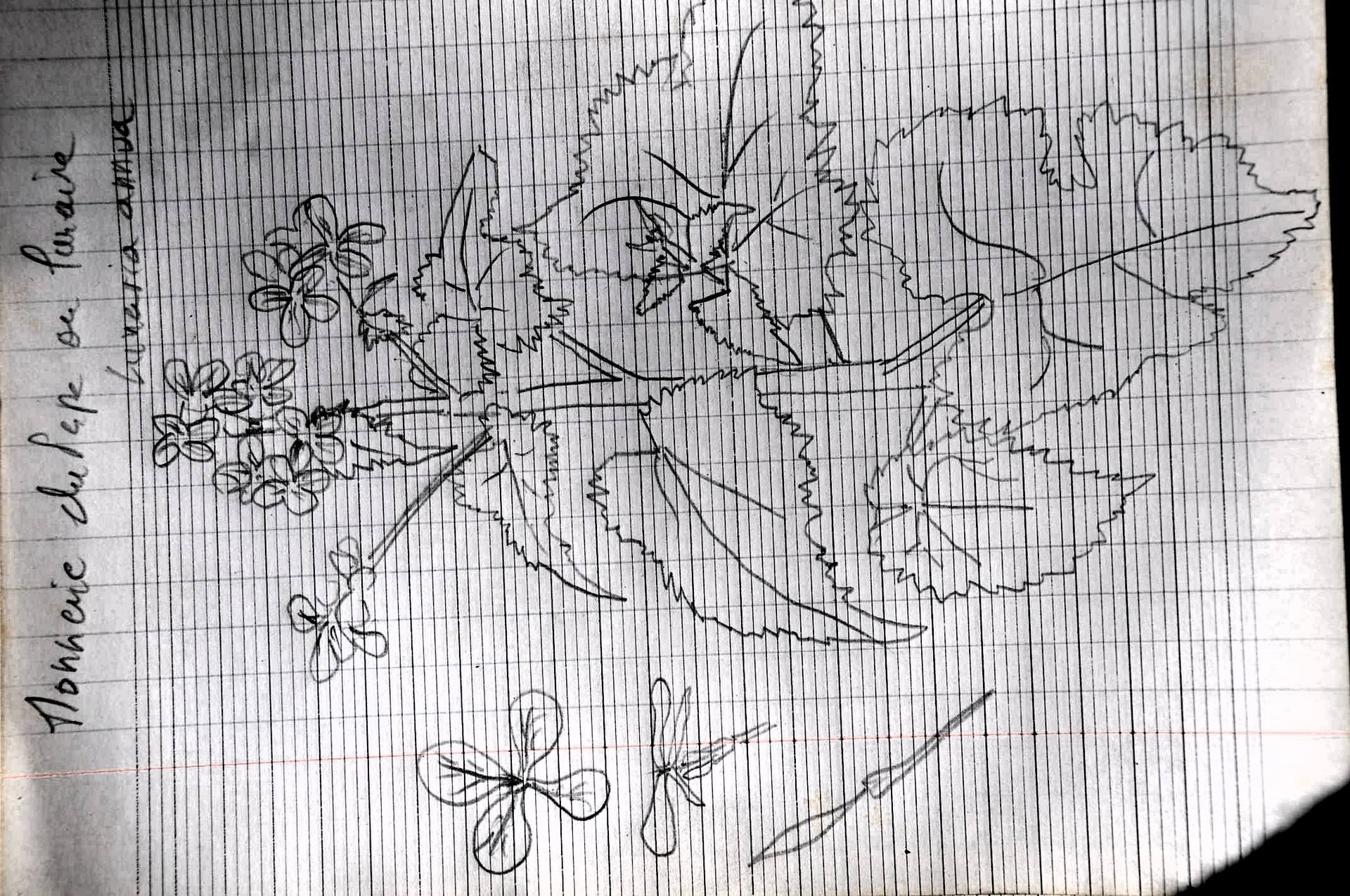 Annexe DSC_0187_1.JPG