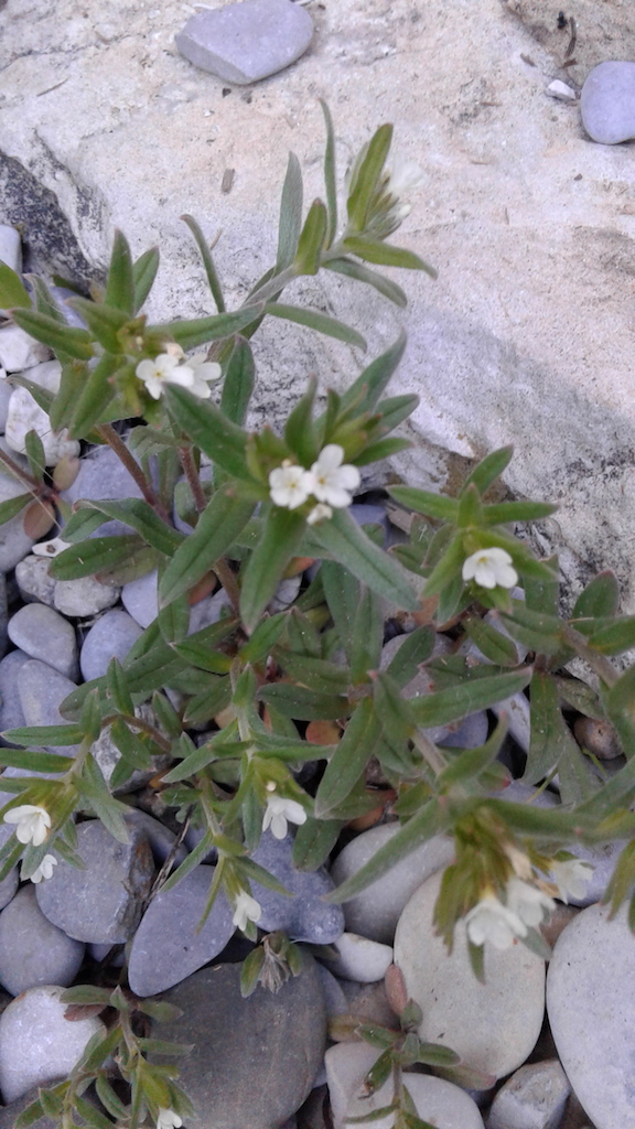 Annexe Plante Séquence 2 Dessiner 1.jpg