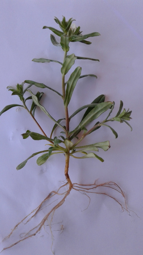 Annexe Plante Séquence 2 Dessiner 2.jpg