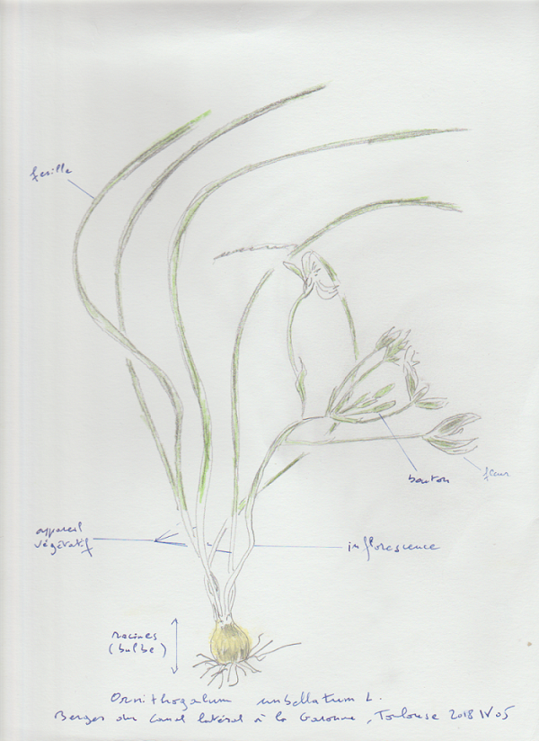 Annexe Ornithogalum_umbelatum_L.png