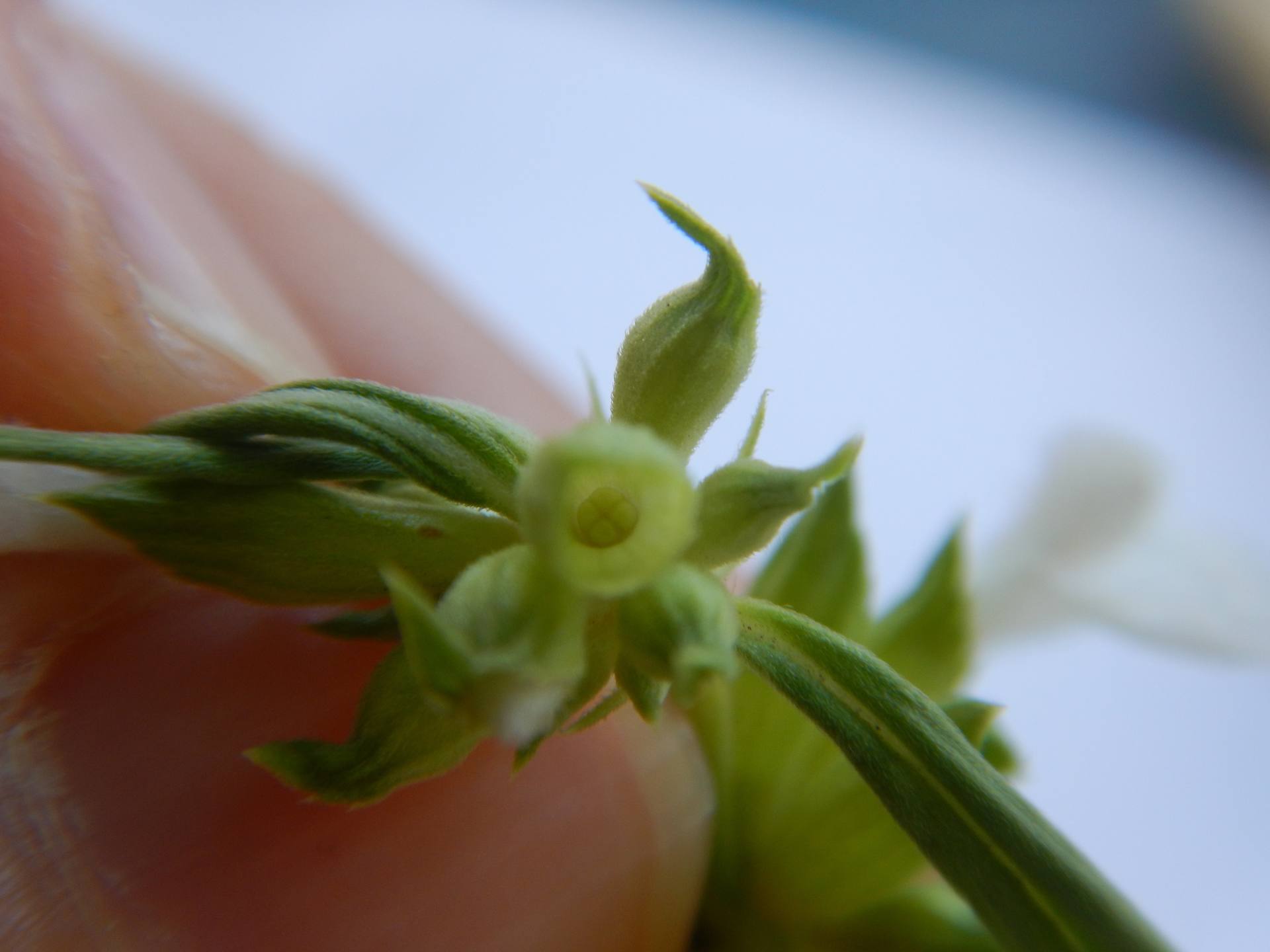 Annexe DSCN7479bis.jpg