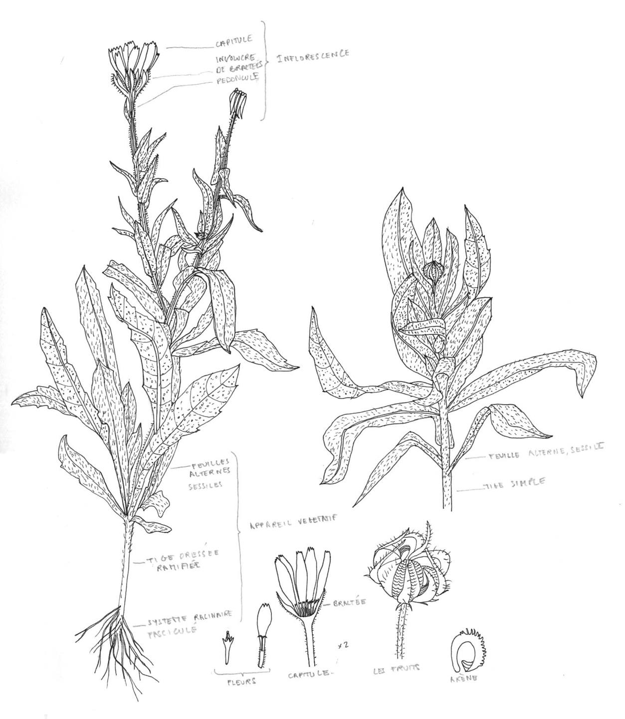 Annexe Calendula officinalis.jpg