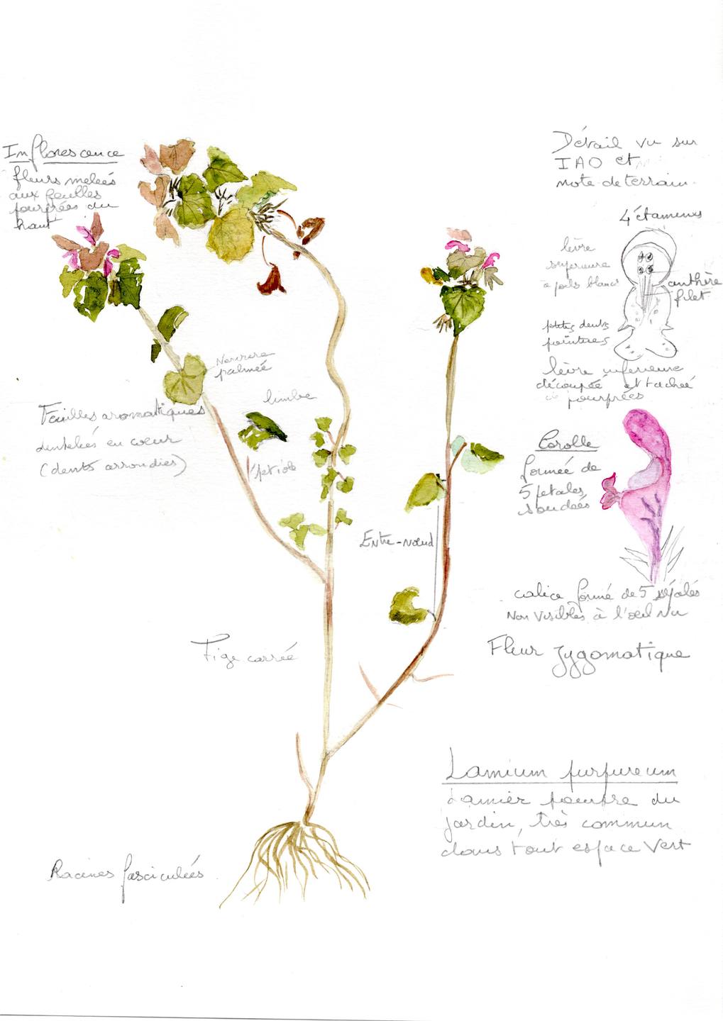 Annexe img20180406_11533413.jpg