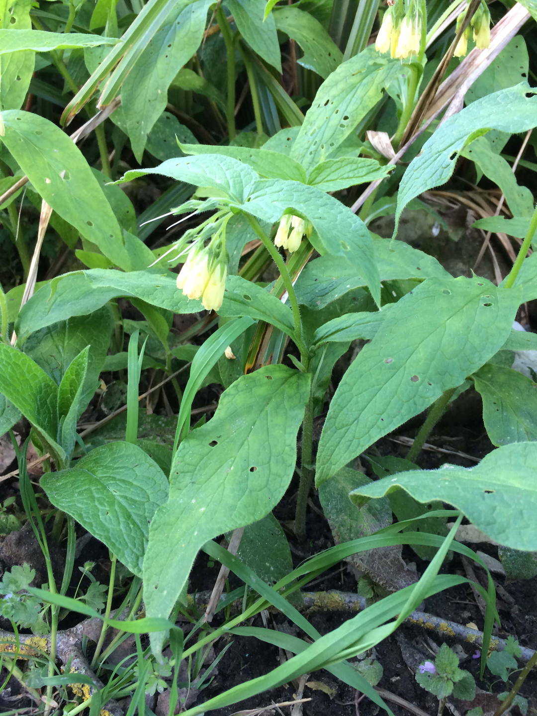 Annexe Photo consoude.jpg