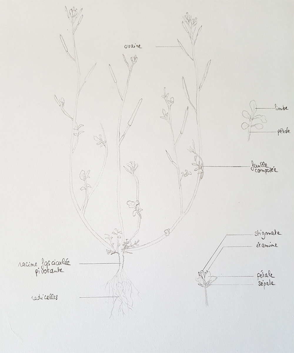 Annexe cresson-muraille.jpg