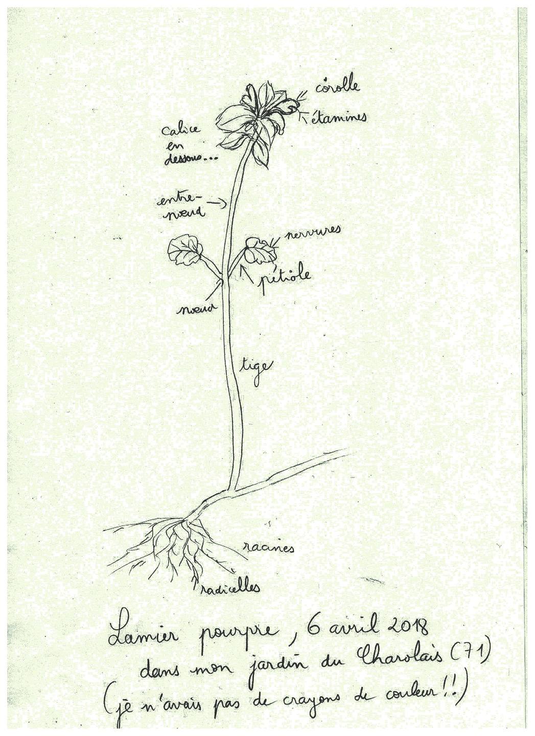 Annexe Hum... lamier pourpre.jpg