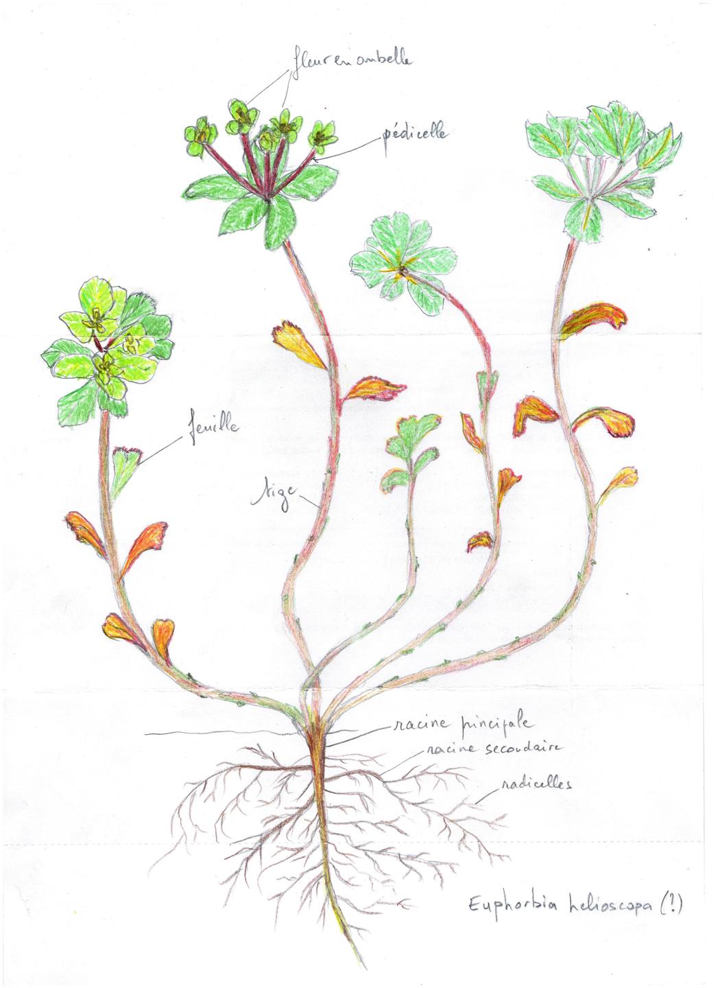 Annexe dessin fleur.jpg