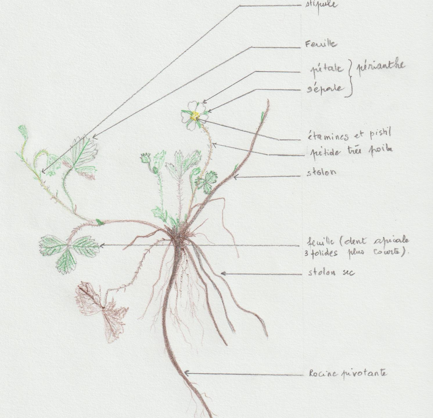 Annexe potentille stérile 001.jpg