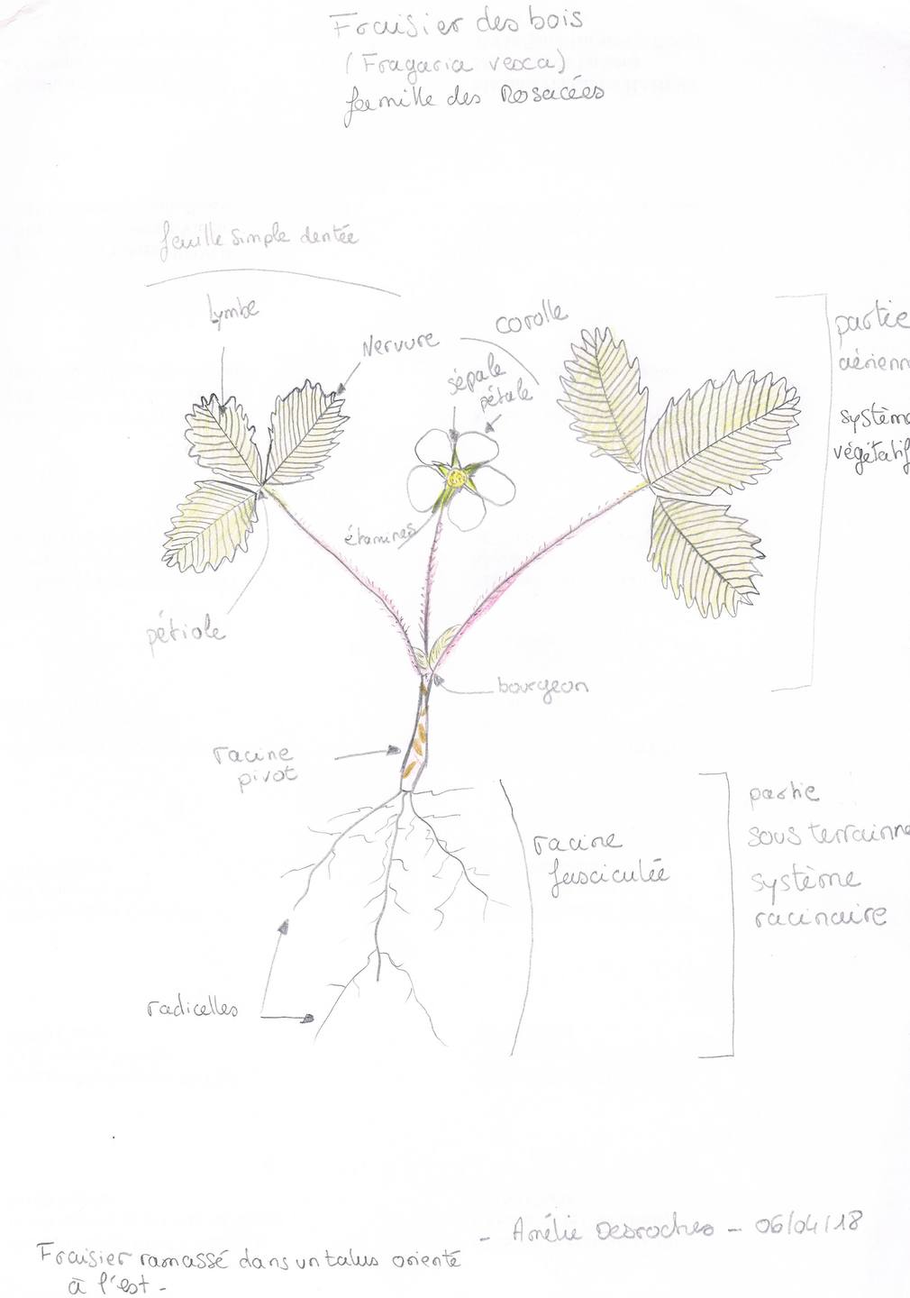 Annexe Dessin fraisier des bois.jpg