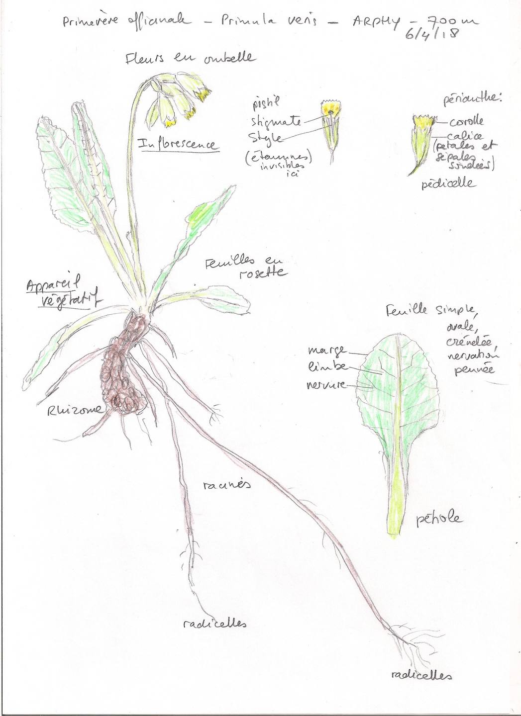 Annexe scan Primevère.jpg