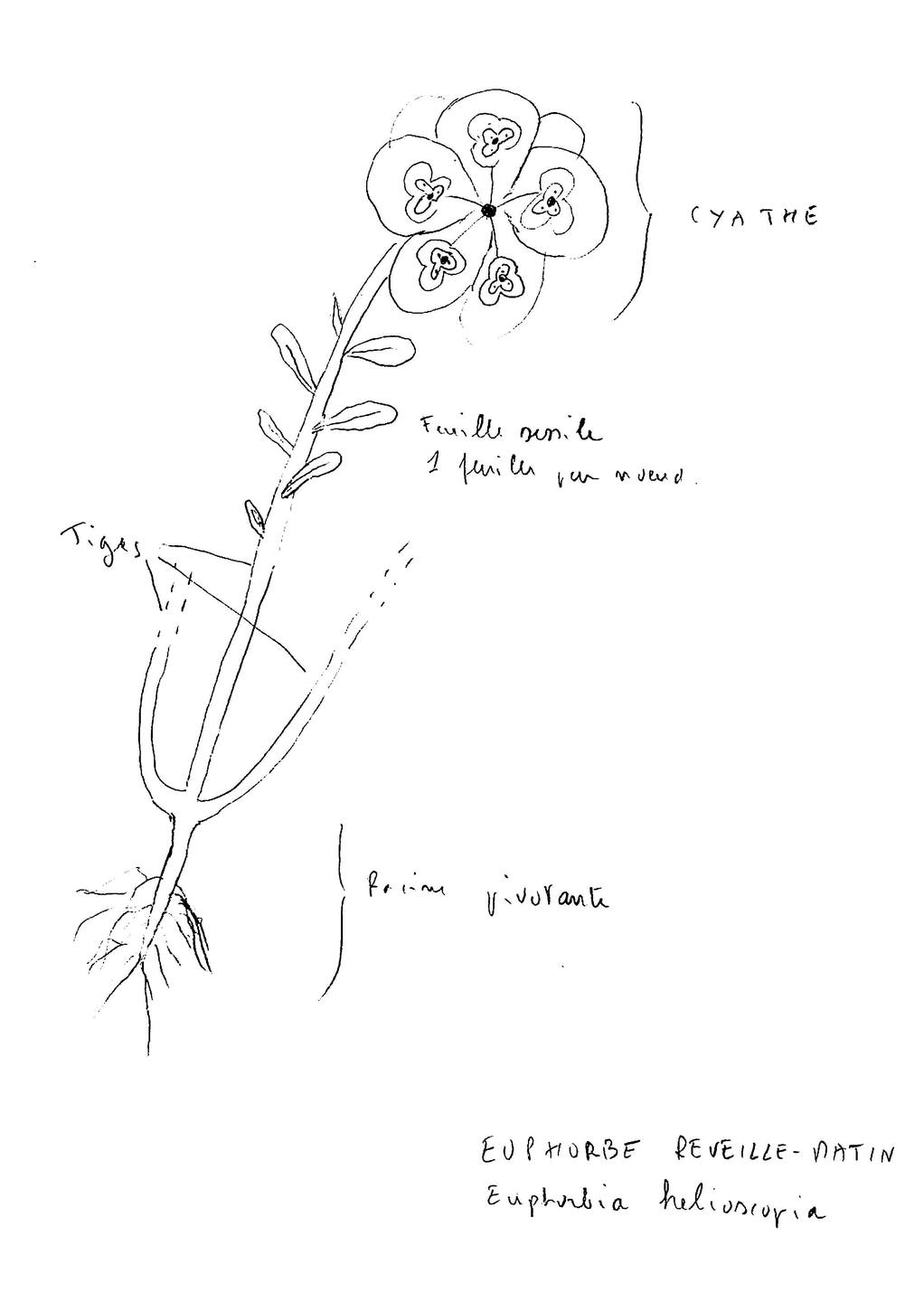 Annexe Euphorbe dessin.jpg