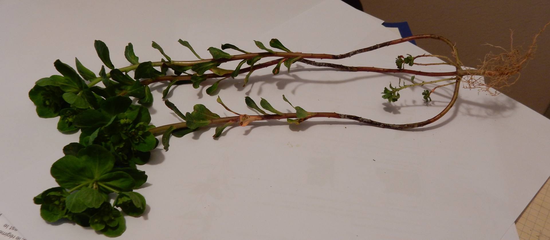 Annexe Euphorbe-photo.jpg