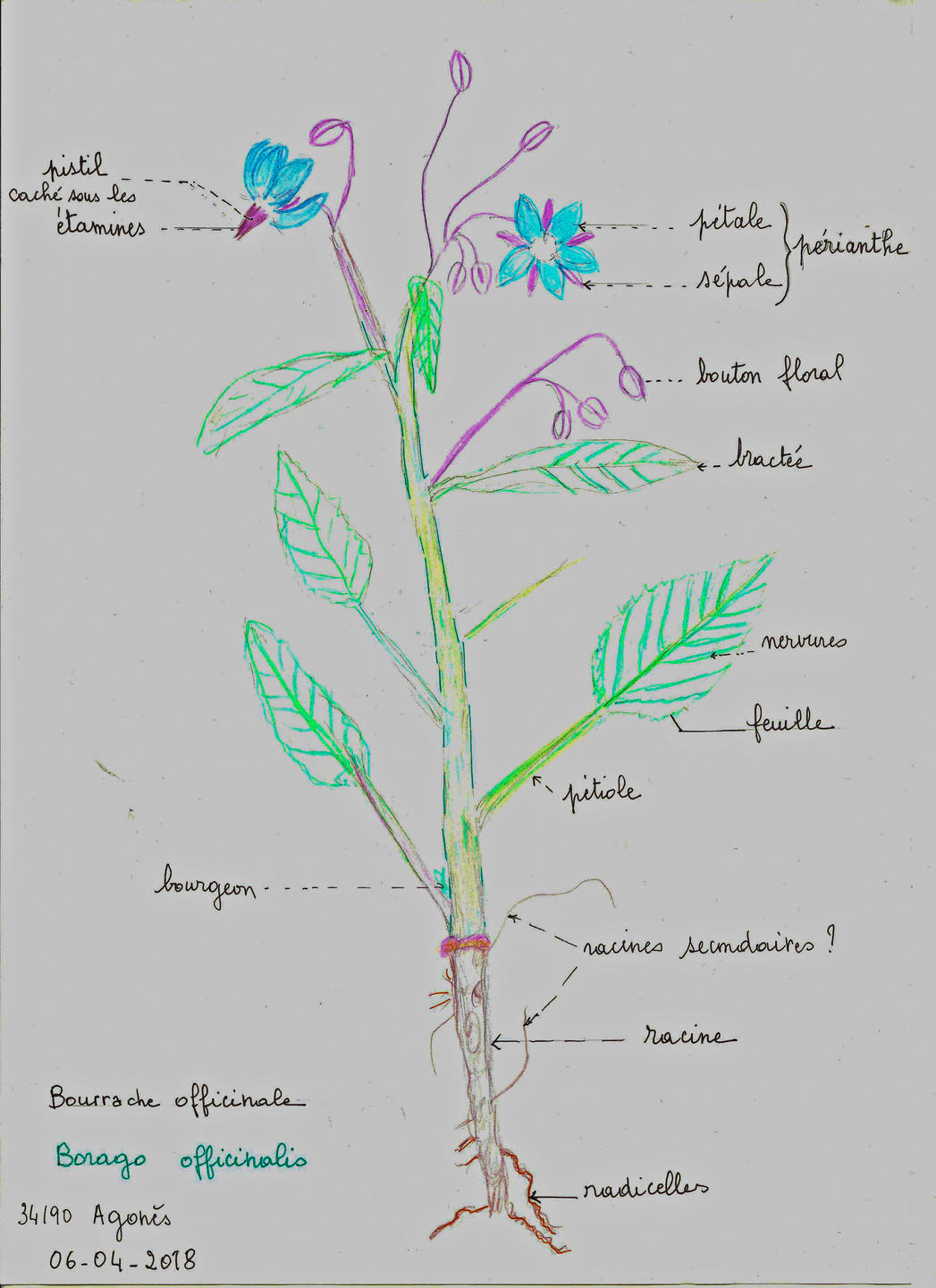 Annexe bourrache_dessin02.jpg