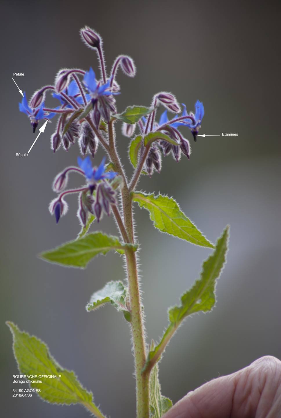 Annexe bourrache_inflorescence.jpg