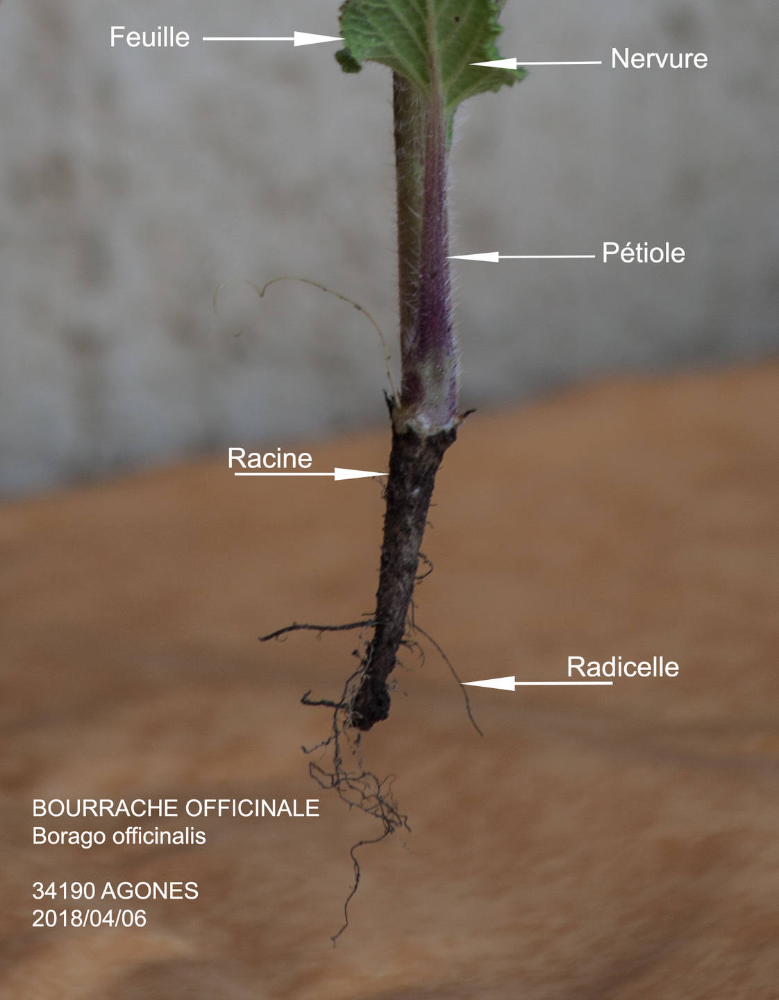 Annexe bourrache_racine.jpg