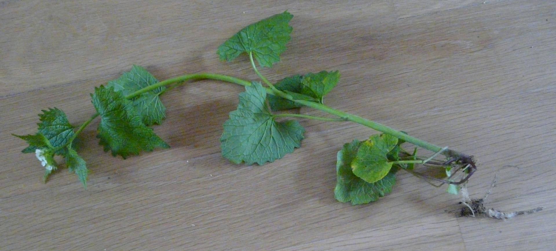 Annexe Alliaire_photo.jpg