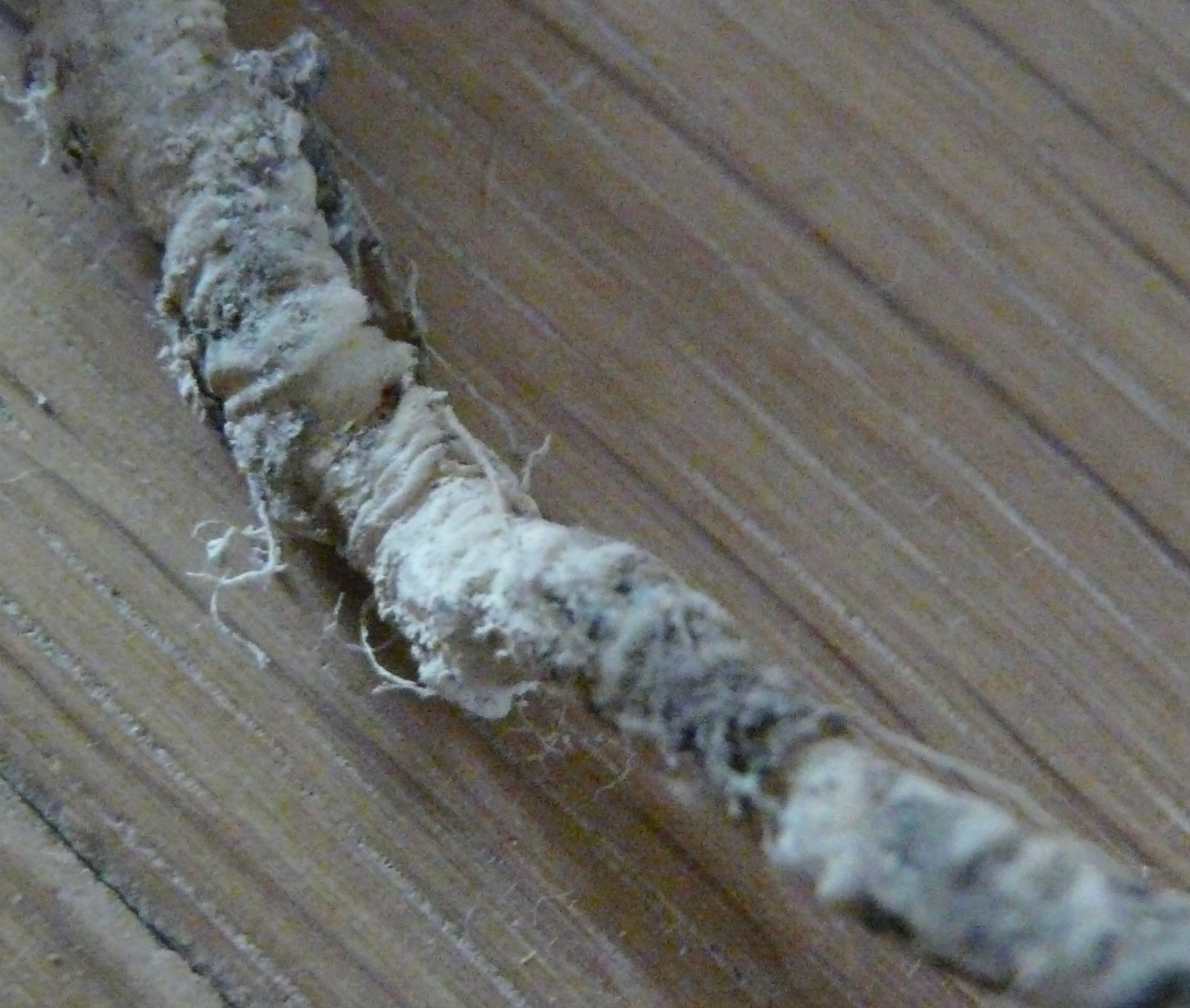 Annexe Mycorhises.JPG