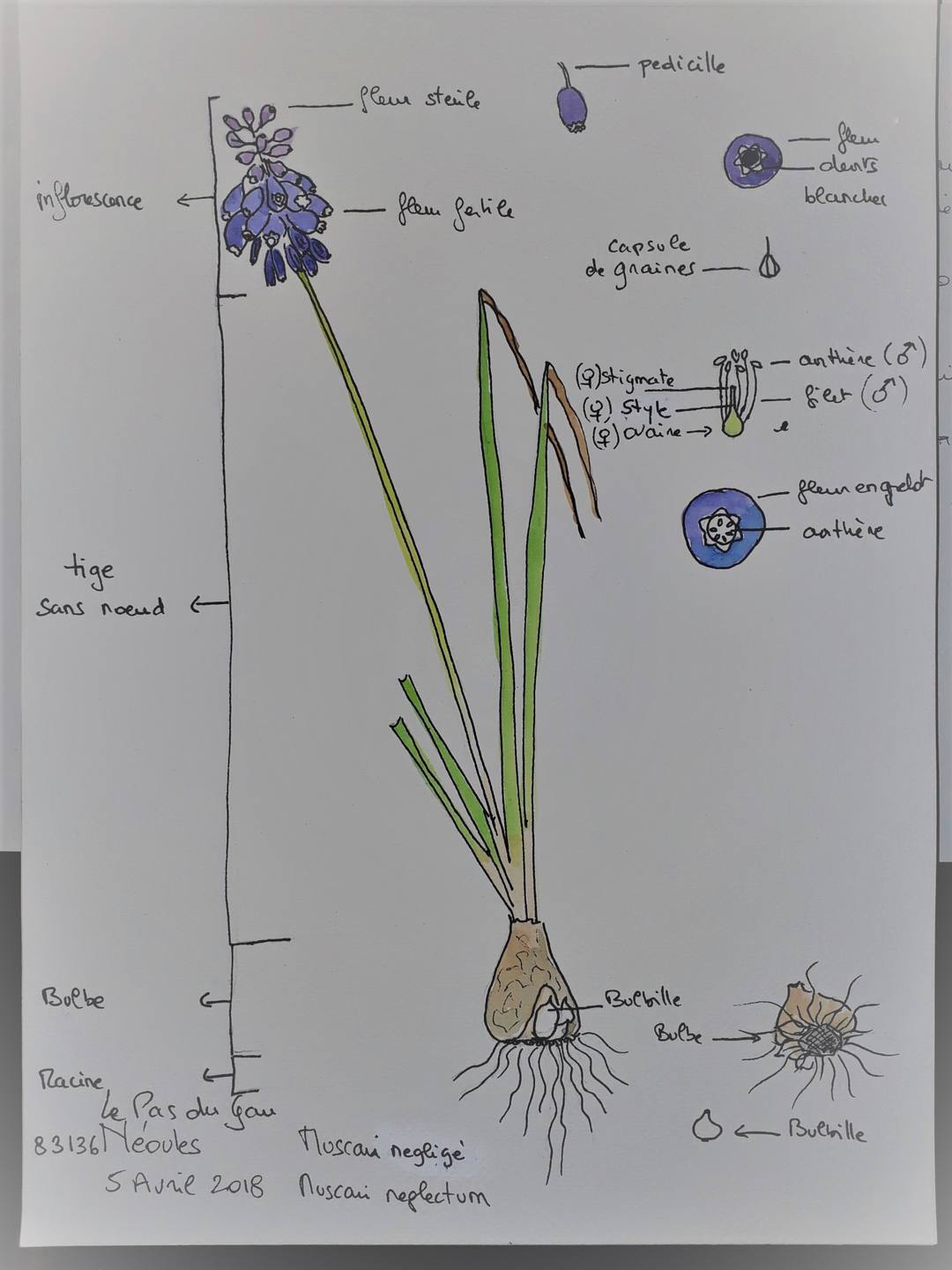 Annexe 20180407_110018_muscari .jpg